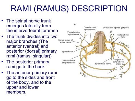 nerve rami|ventral root vs rami.